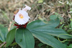 Costus speciosus